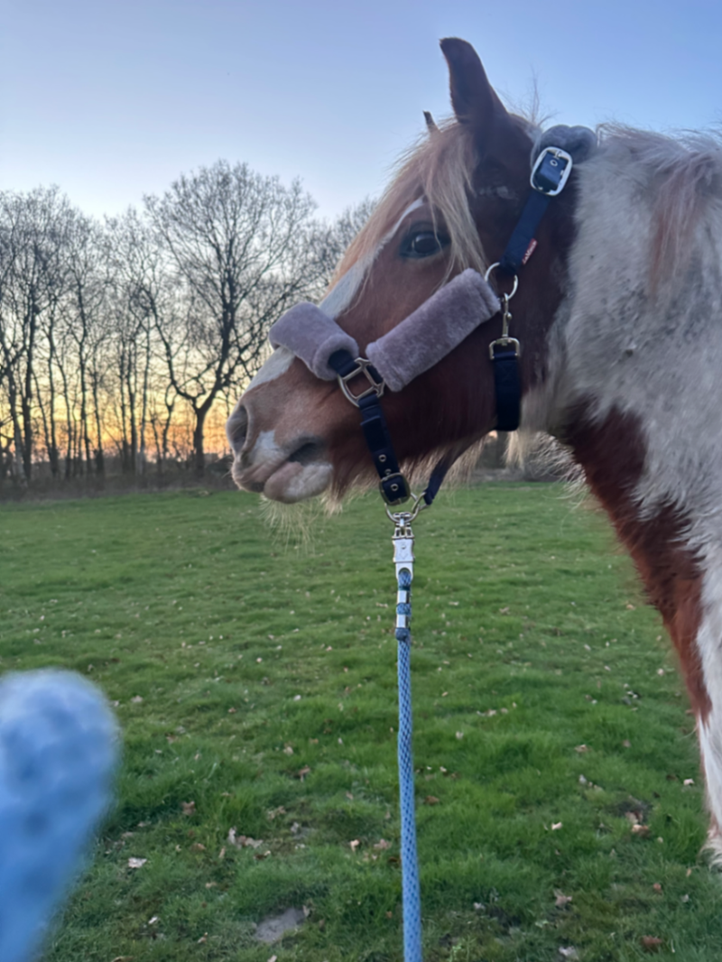 Lemieux fluffy cob headcollar