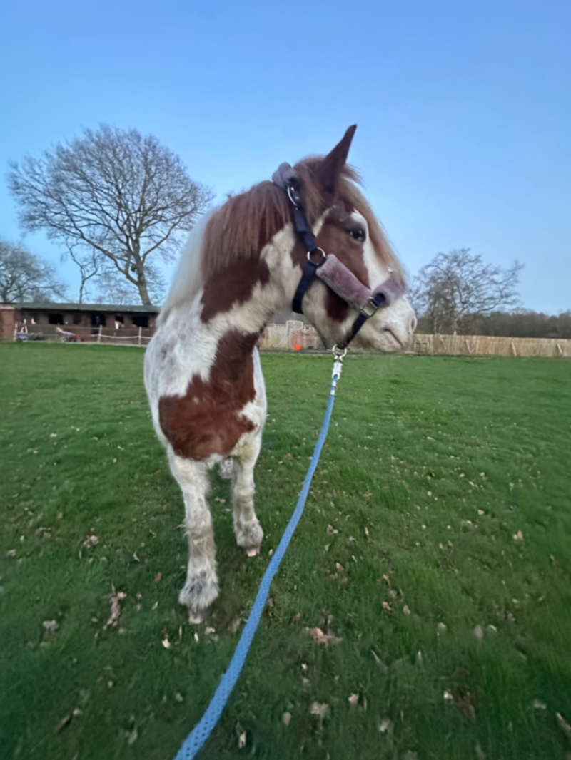 Lemieux fluffy cob headcollar